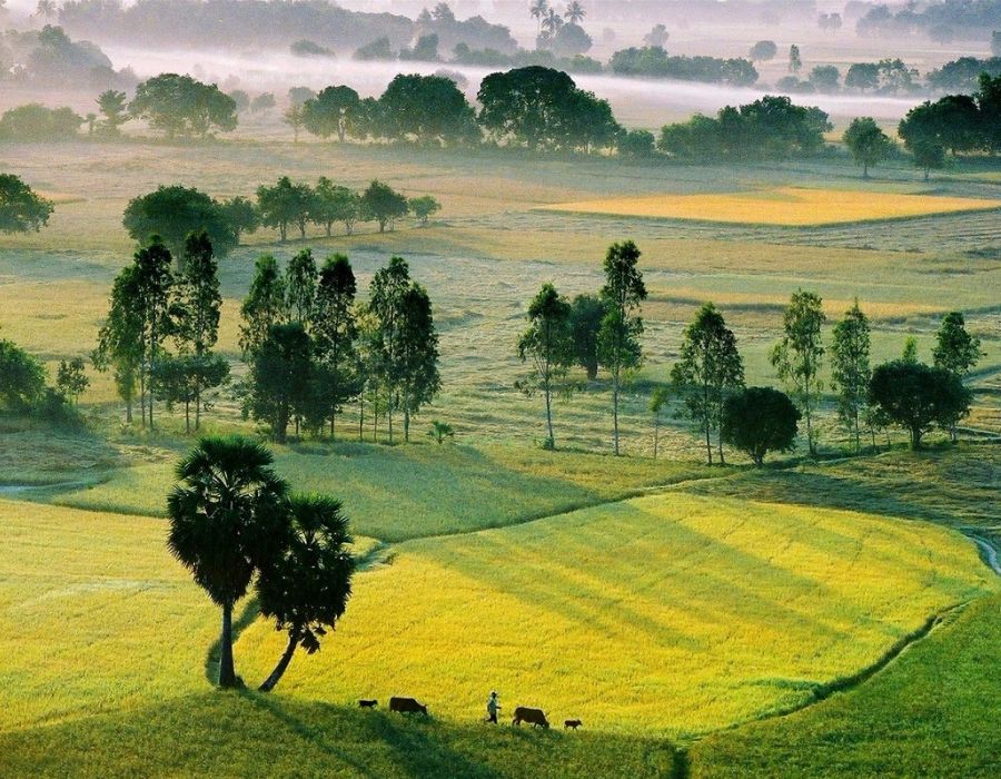 Palmyra fields