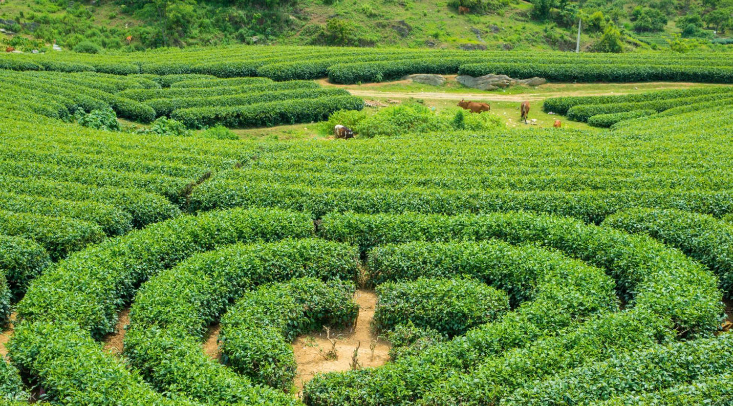 心茶山。