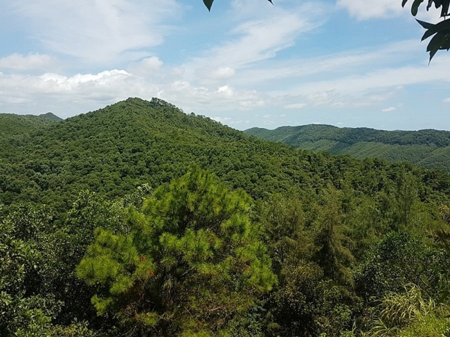 Vang 岛 - 一个照顾和保护许多稀有树种的地区