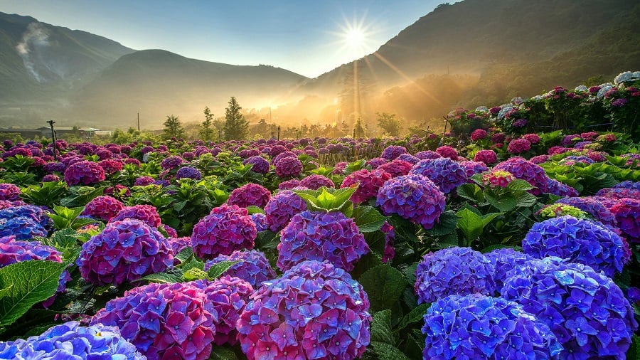   Da Lat Thousand Flowers