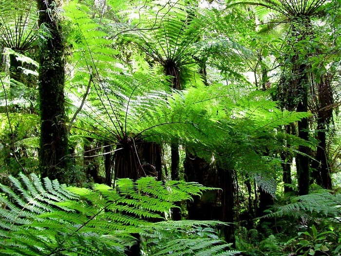 Ru Linh primeval forest