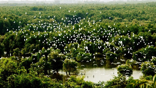 The beauty of Tram Chim National Park from above