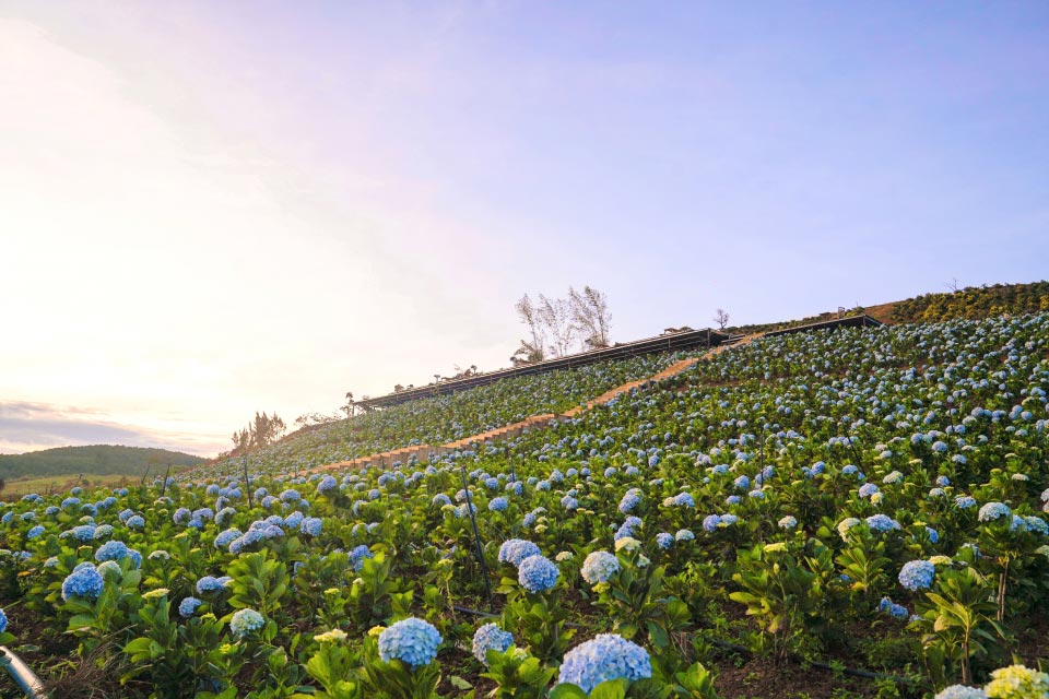 大叻森林花海自2023年农历新年起正式投入运营，每天都吸引了大量游客。