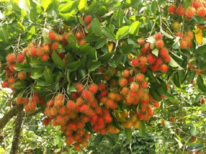 Fruit garden at Cai Mon Garden, Cho Lach