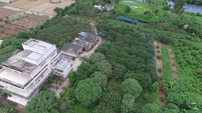 Ancient longan garden - View from above