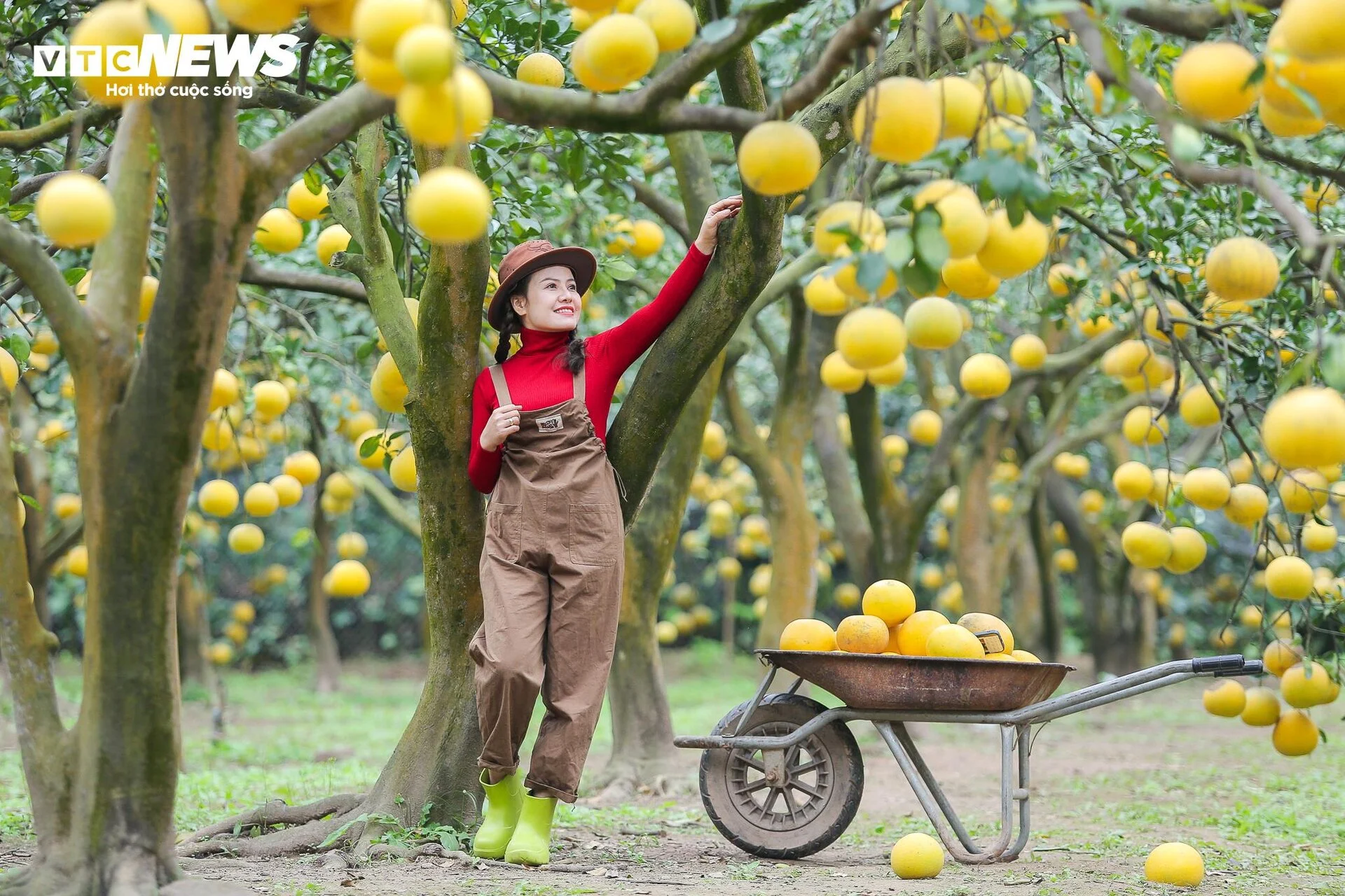 Image Ông xã của Diễm Hương image beautiful image beautiful image beautiful image beautiful image beautiful image beautiful image beautiful image beautiful - Dien grapefruit garden has 2,000 ripe golden roots, attracting ...