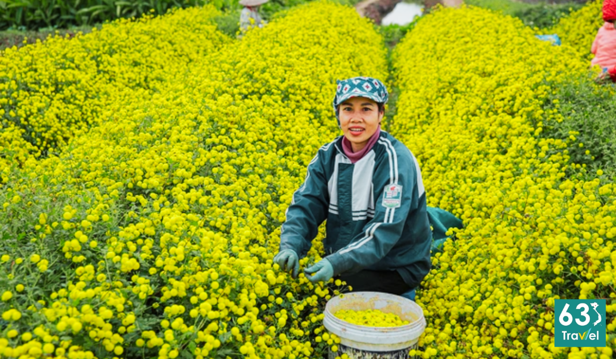 Làng nghề trồng và chế biến dược liệu Nghĩa Trai