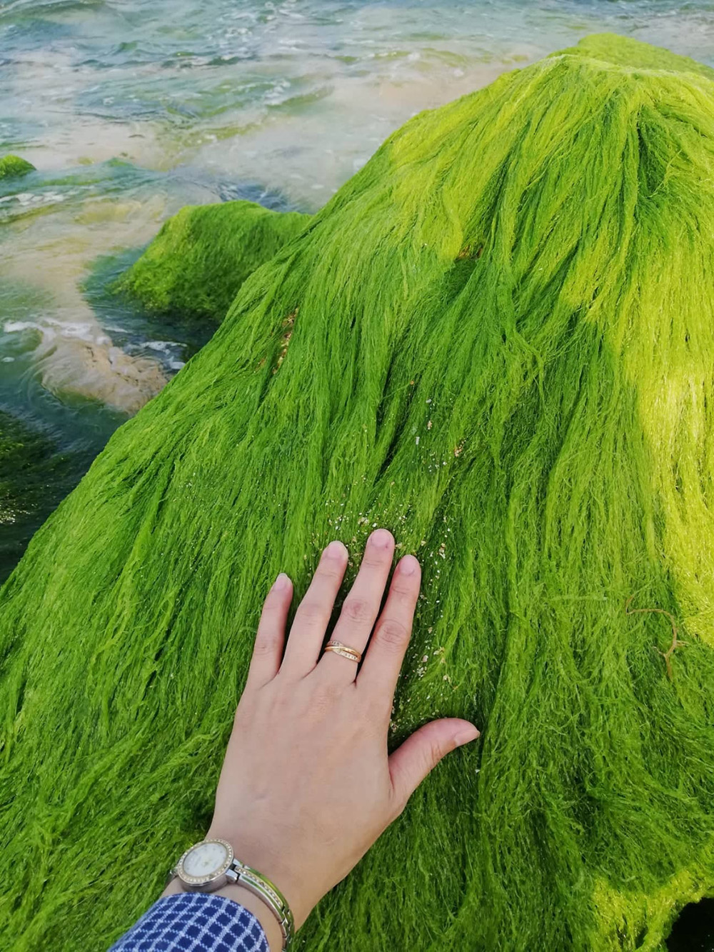 仁海苔藓海滩