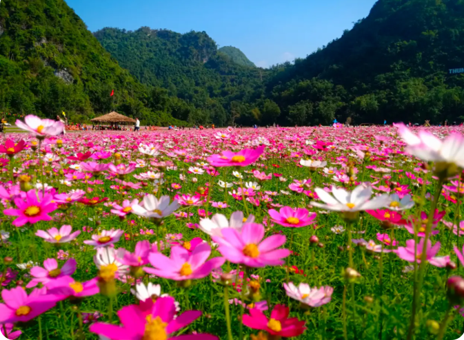 Flowers bloom in July in Bac Son valley