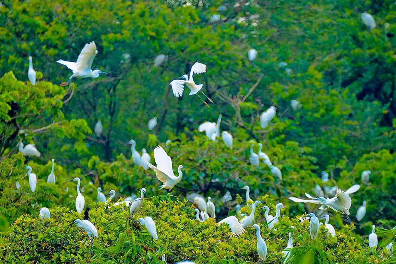 Bang Lang stork garden