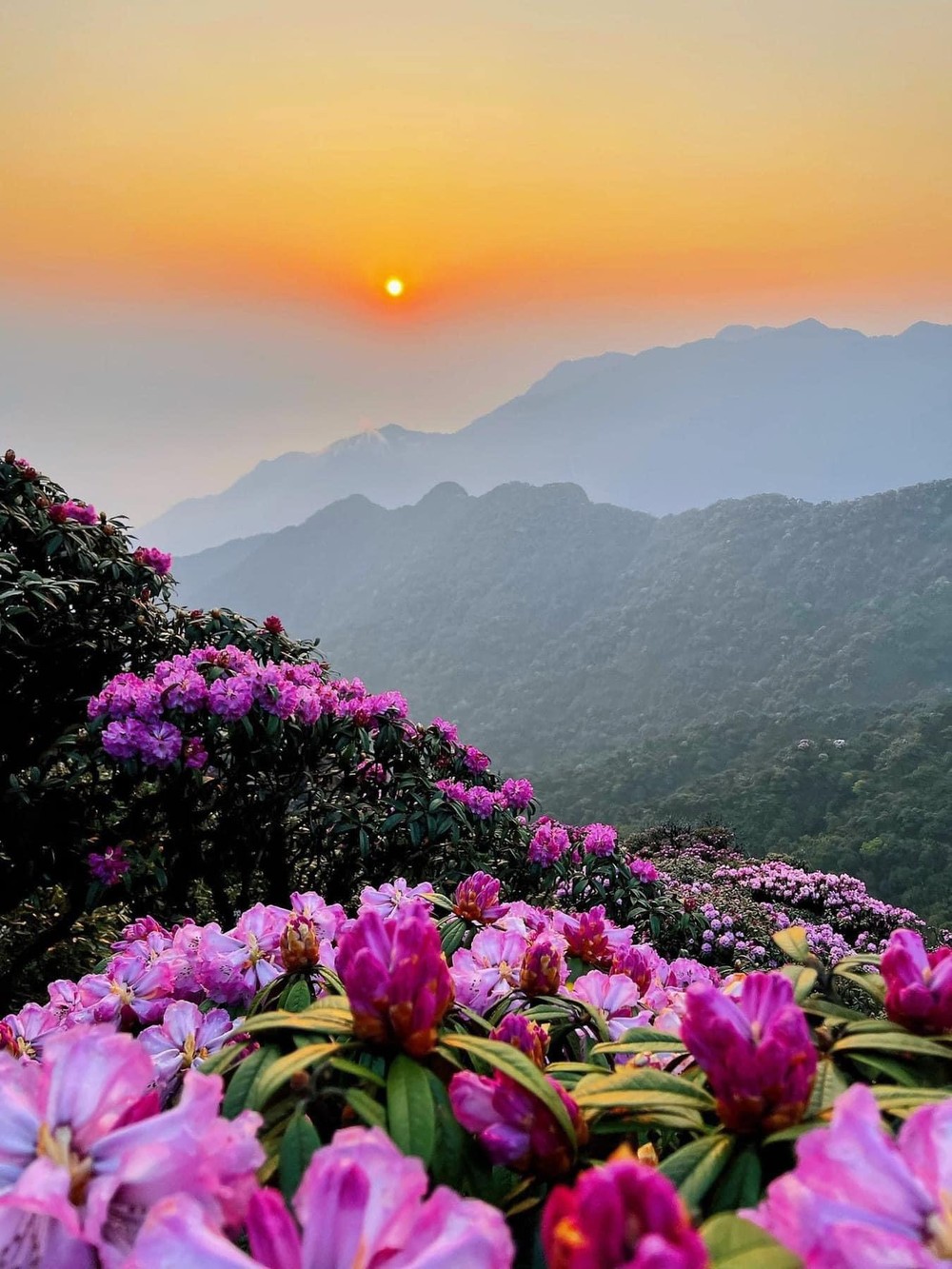 欣赏普塔岭山顶盛开的杜鹃花