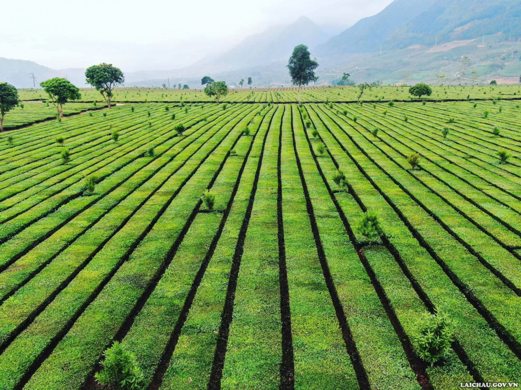 在美丽的新渊茶山享受新鲜空气