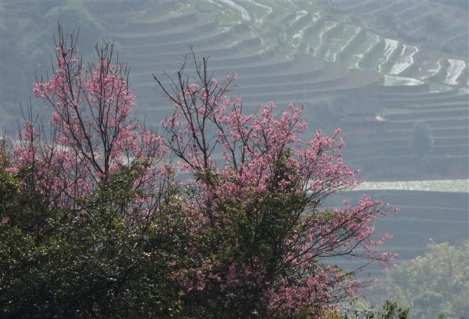 惊叹木仓柴奇名花之美