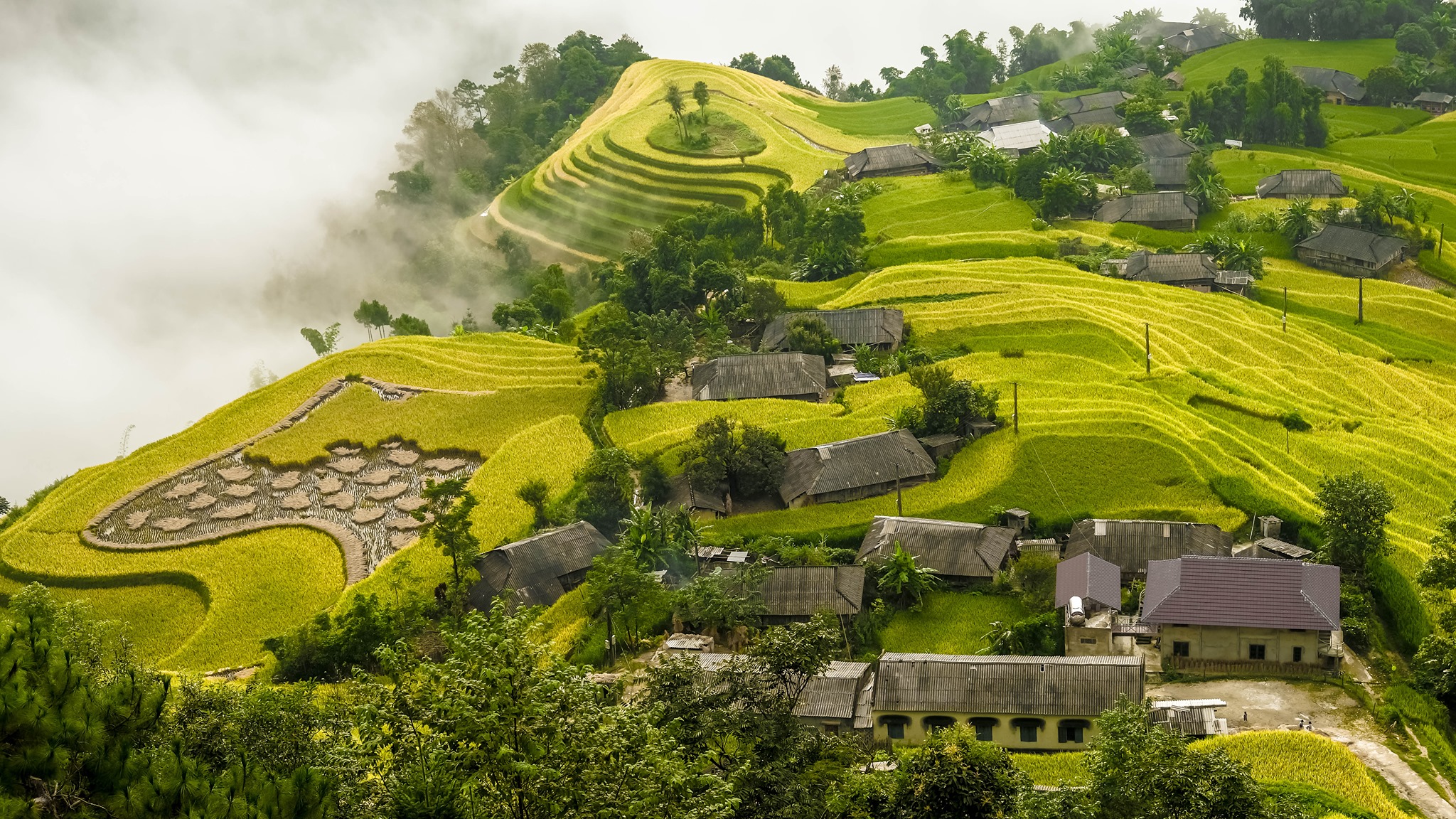 黄素菲