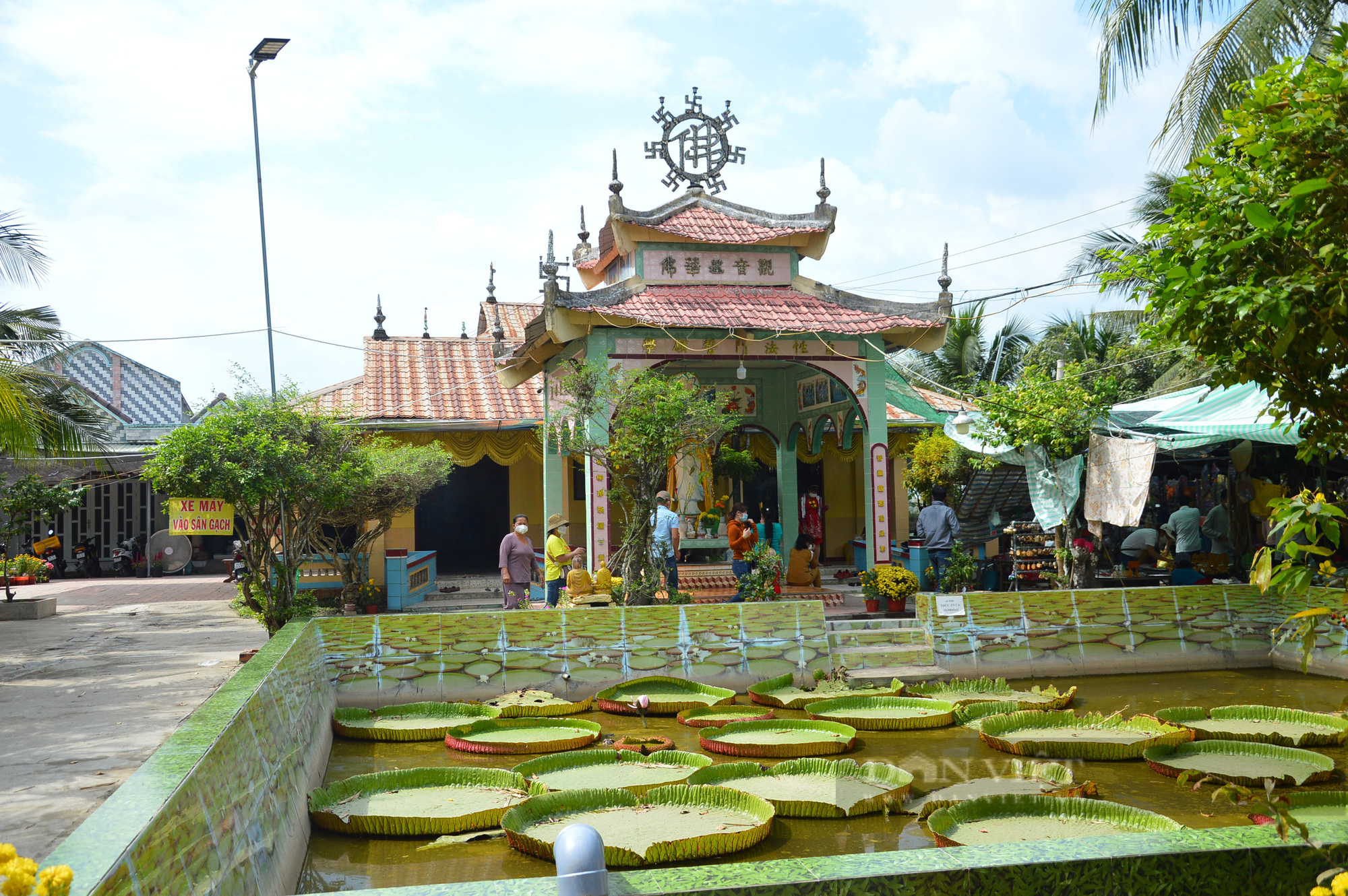 Close-up of a large lotus leaf carrying a person weighing more than 100 kg - Phuoc Kien Pagoda