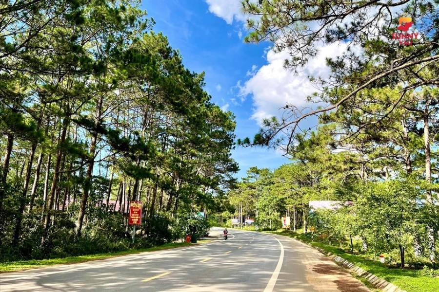 芒登松林