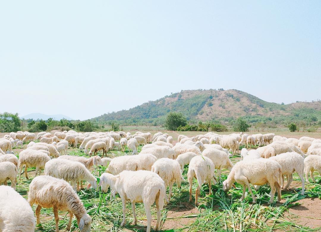 Suoi Nghe Sheep Field