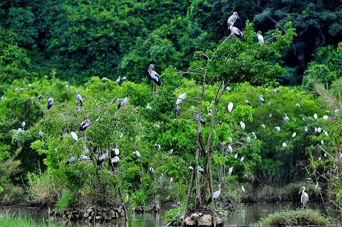 Bang Lang stork garden