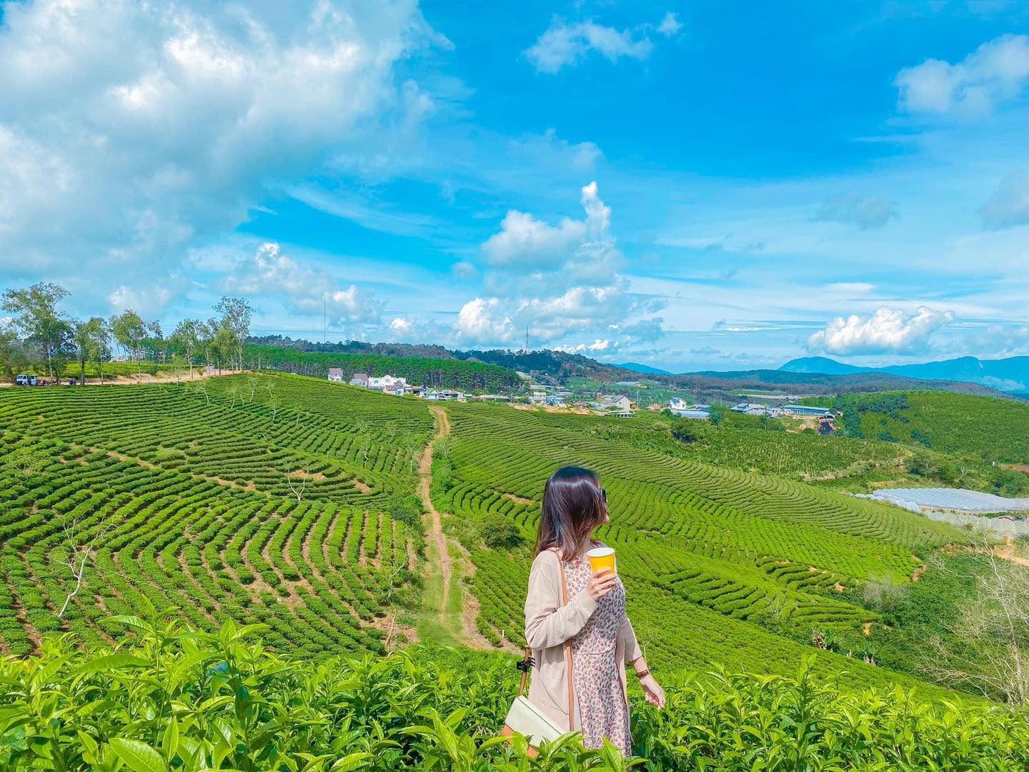 Discover Cau Dat Farm: A Green Tea Paradise in the Heart of Da Lat