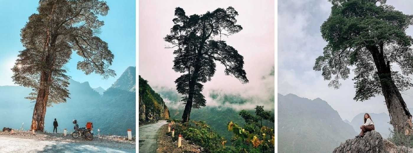 Ha Giang Lonely Tree: Mysterious Attraction To Today's Youth