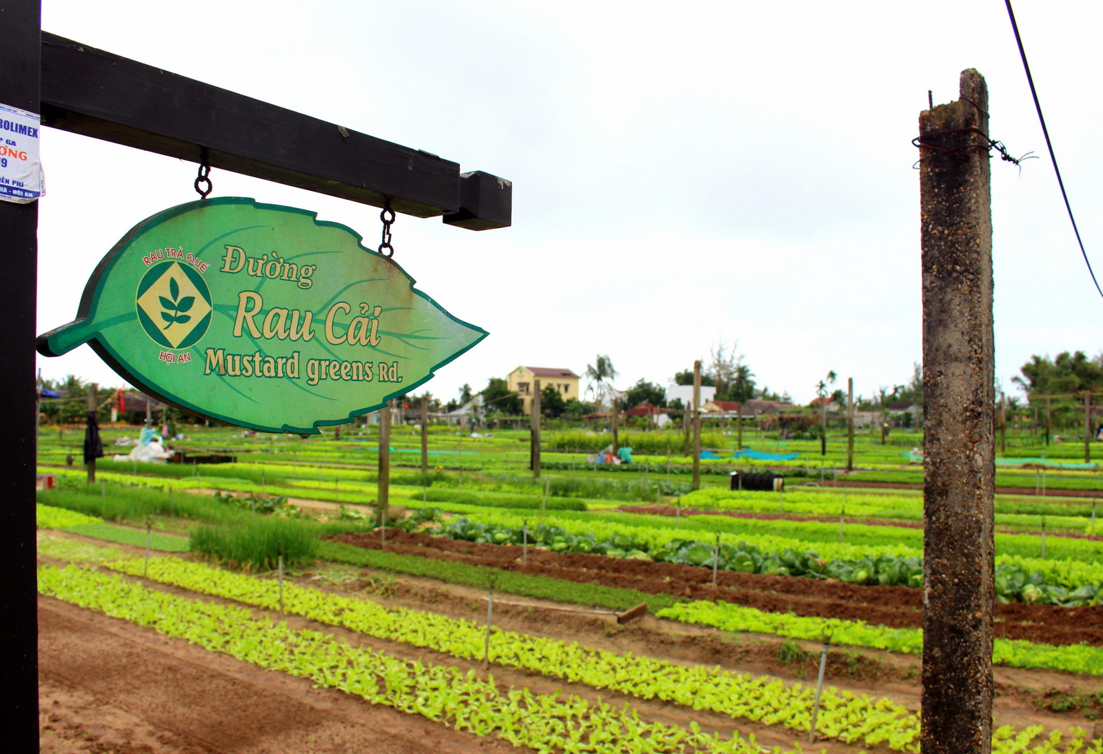 Tra Que vegetable village