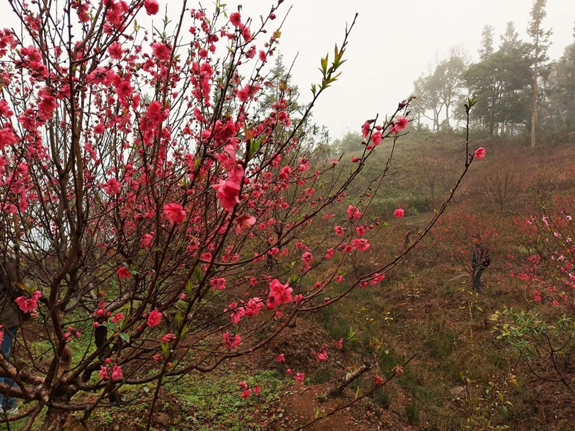 银山风关