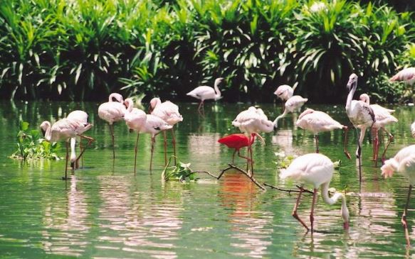 Bac Lieu Bird Sanctuary