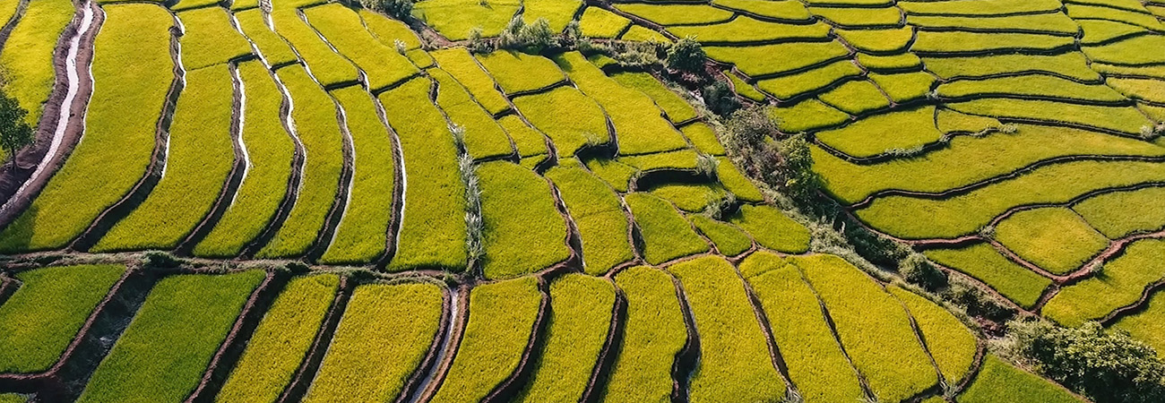 Ruộng bậc thang Đak Tơ Pê