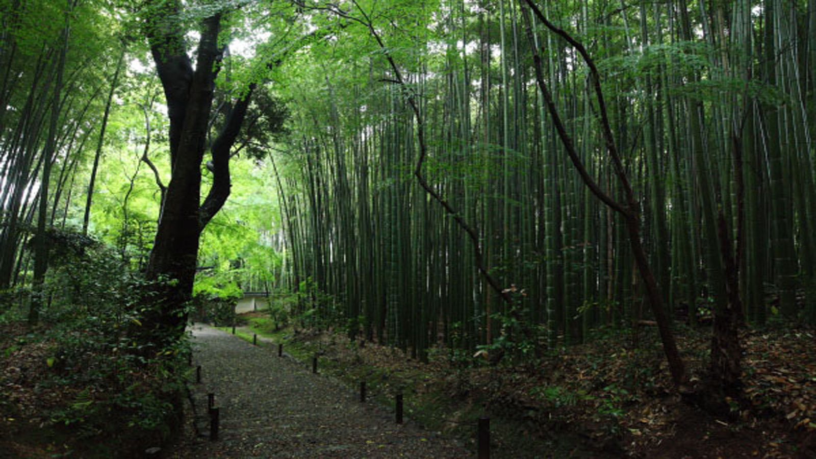 特鲁克寺