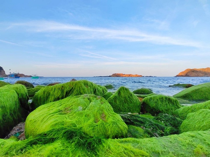 仁海苔藓海滩