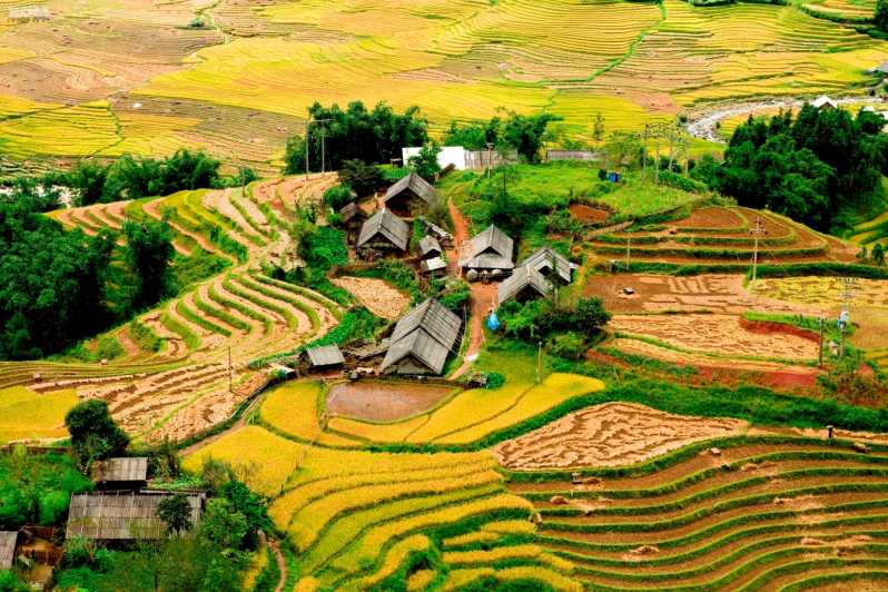 Ta Phin village - Ripe rice season