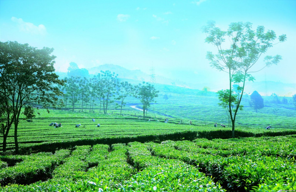 新渊茶山。