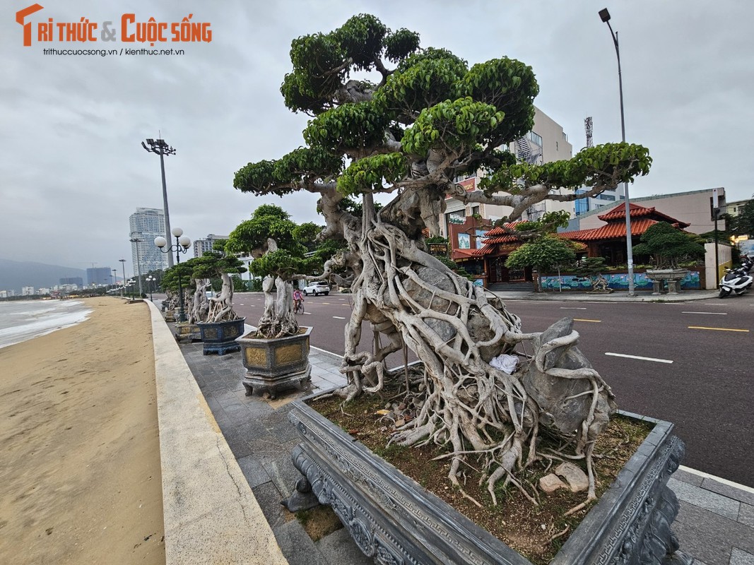 Ngắm dàn bonsai tiền tỷ dáng độc ven biển Quy Nhơn