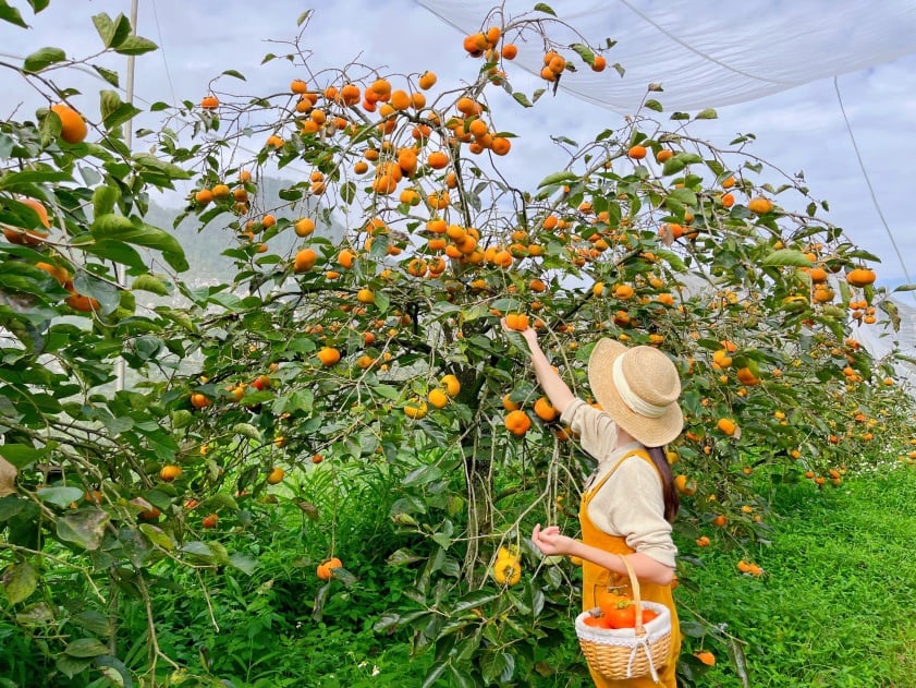 Cau Dat Garden 玫瑰园百万景观虚拟生活角