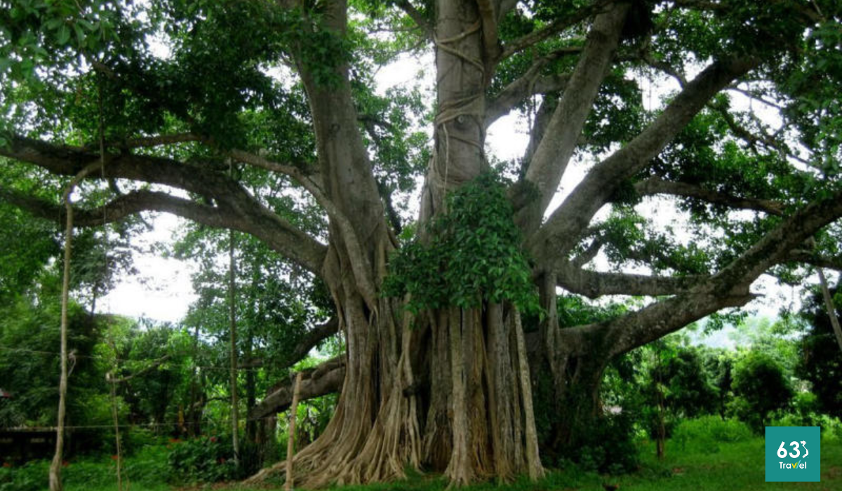 Ghé thăm di tích cây đa Tân Trào - Biểu tượng cách mạng của Thủ đô Khu giải phóng Tuyên Quang