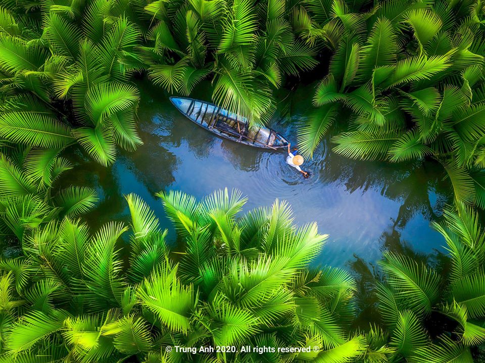 Seven-acre coconut forest