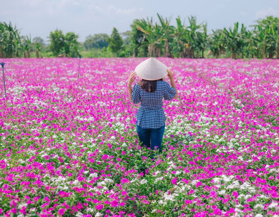 Purple Periwinkle Field