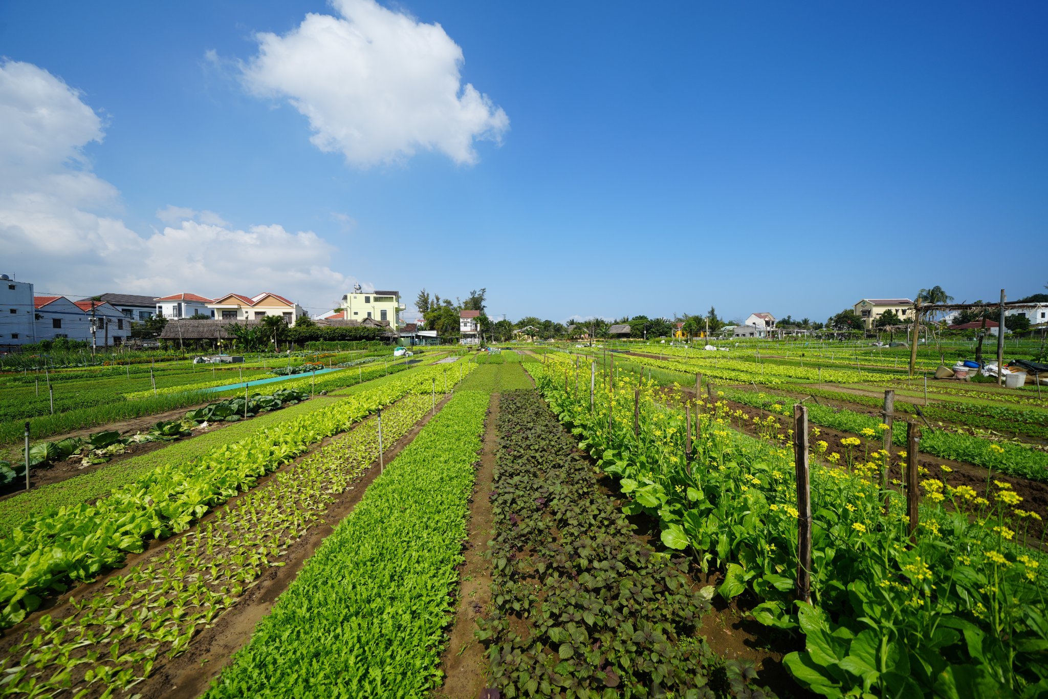 茶贵蔬菜村