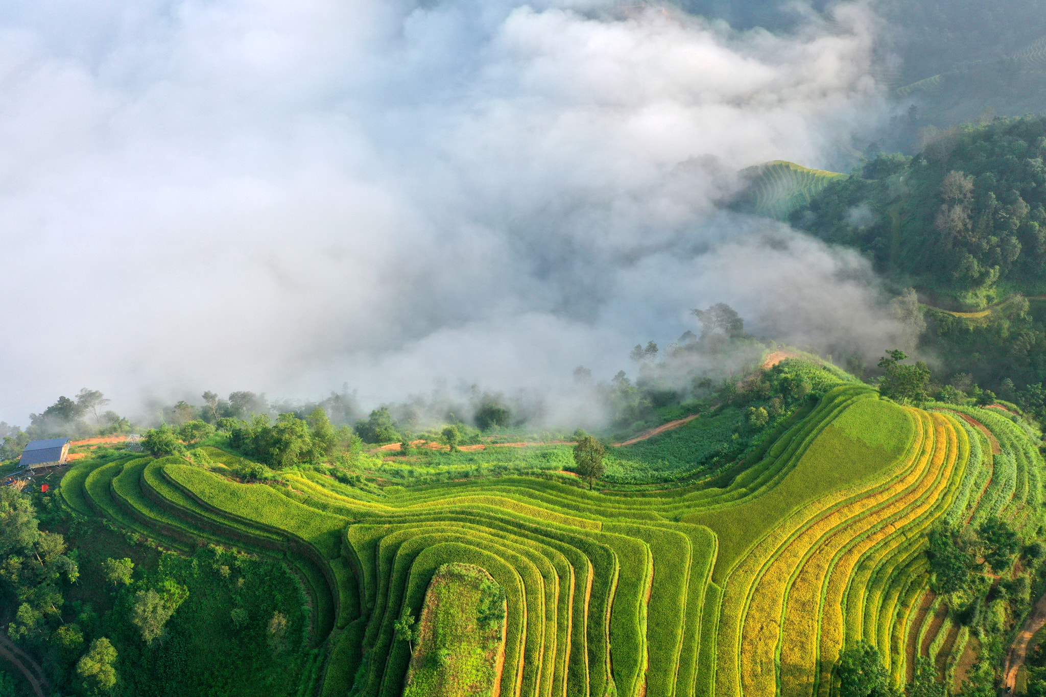 GOLDEN SEASON ON THE FAMOUS TERRACED FIELDS OF HOANG SU PHI