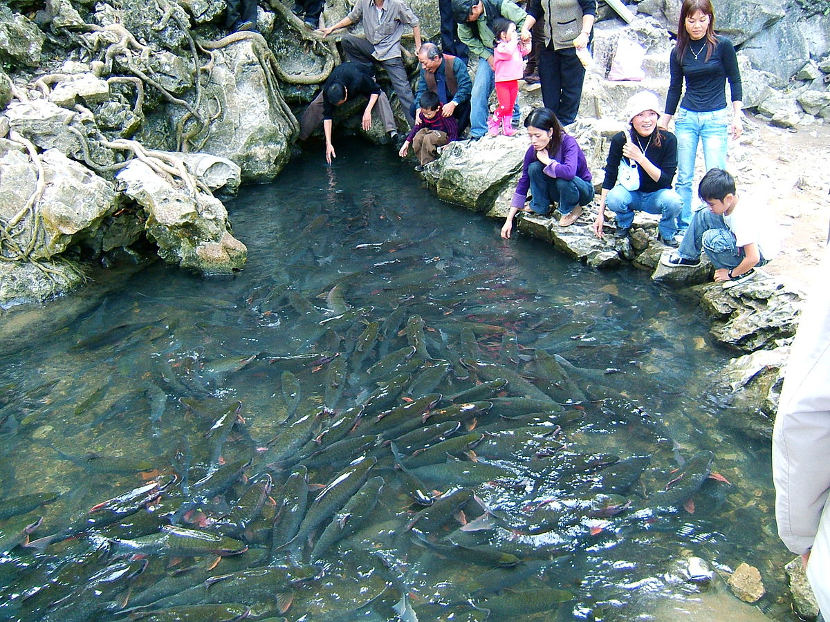 Magic Fish Stream