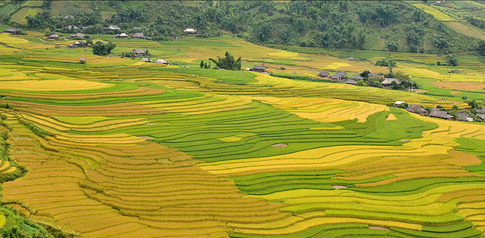 Muong Lo fields