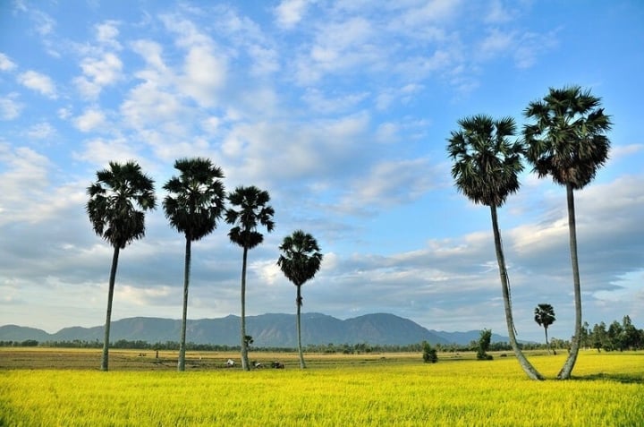 Palmyra fields