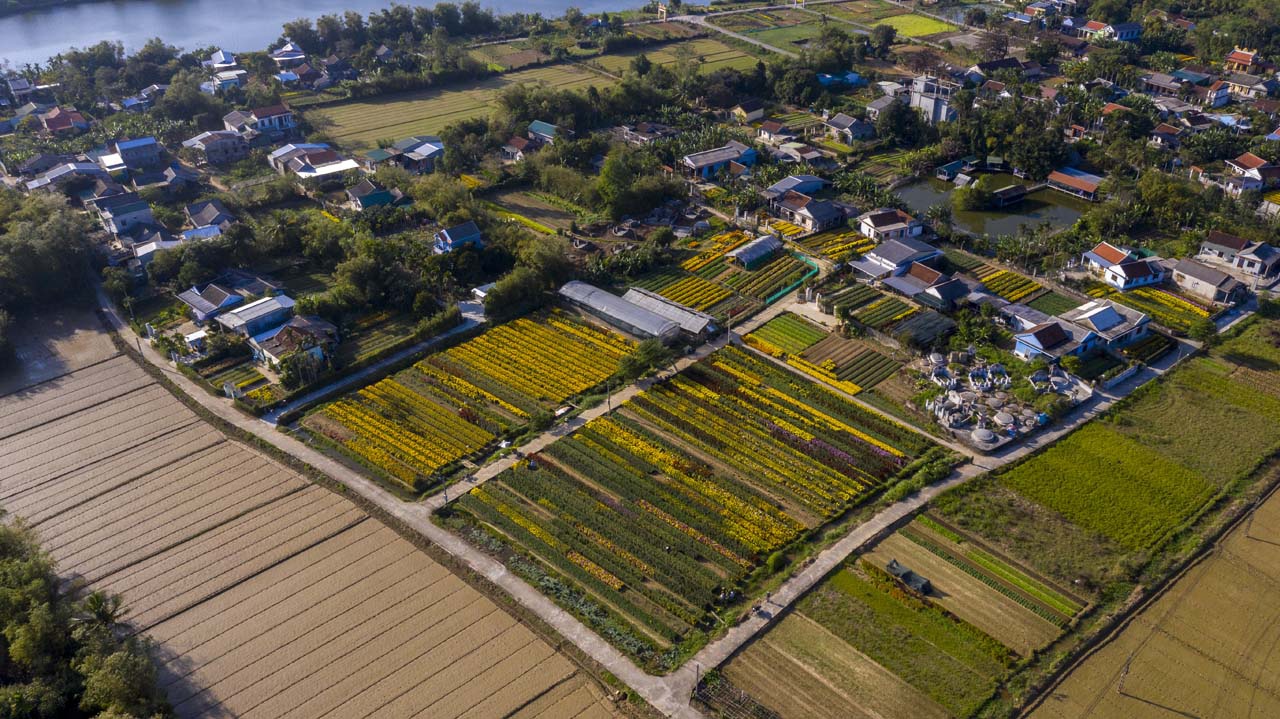 Làng Hoa Phú Mậu – Khu Vườn Sắc Màu Trong Hơi Thở Tĩnh Lặng Của Huế