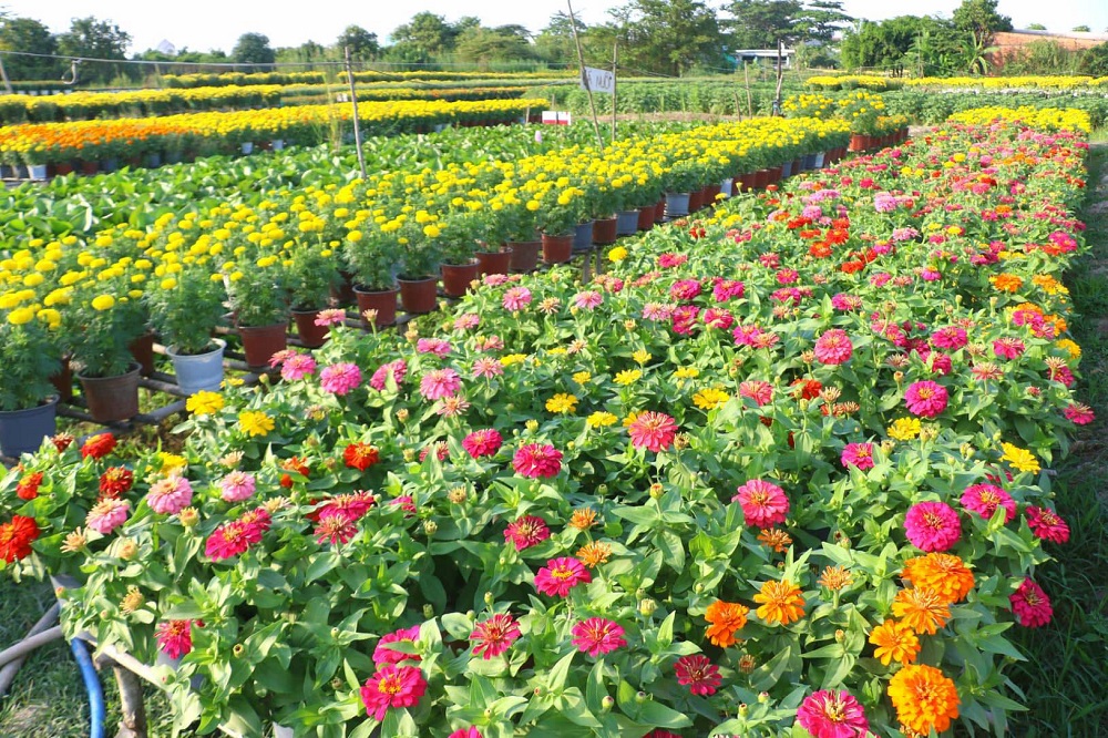 The most ideal time to visit Ba Bo flower village is in the last months of the year, especially from November to January of the lunar calendar, when the flower village prepares for the Tet flower season.