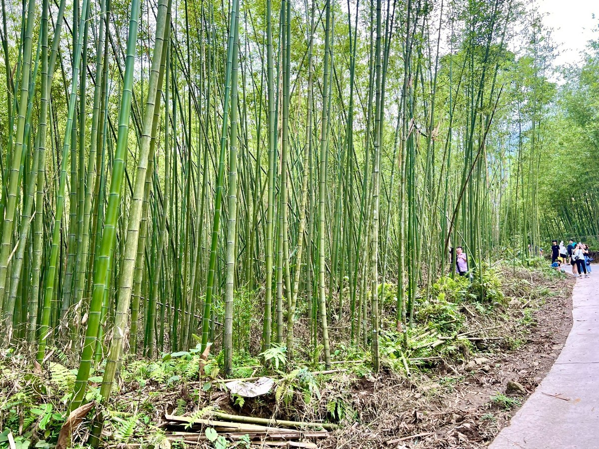 プラウ島の竹林。