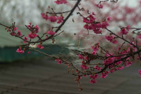 清晨的桃花花瓣如梦似幻