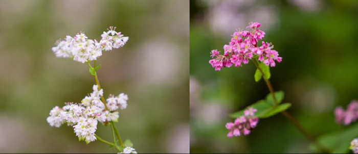 In Lang Son, in the valleys the flowers are white, completely different from the pink buckwheat flowers in Ha Giang.