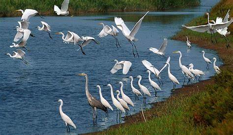 Xuan Thuy National Park