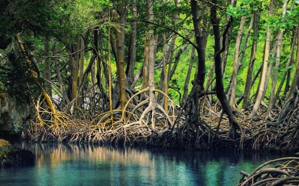 Mangrove Forest eco-tourism area