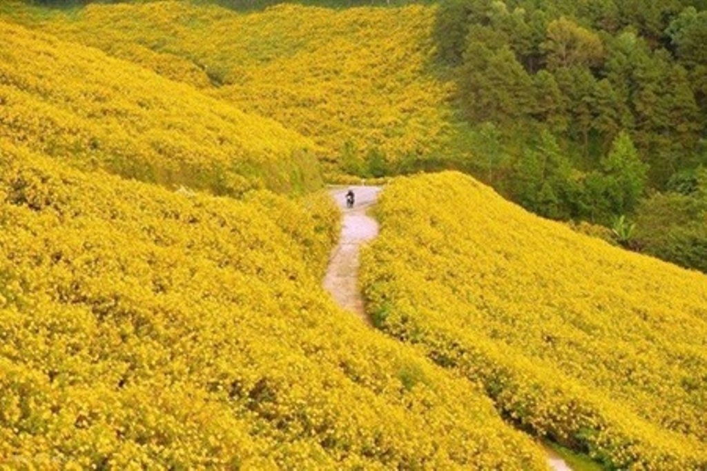 嘉莱：美丽、迷人、诱人，来自“野生向日葵周——楚丹亚火山”